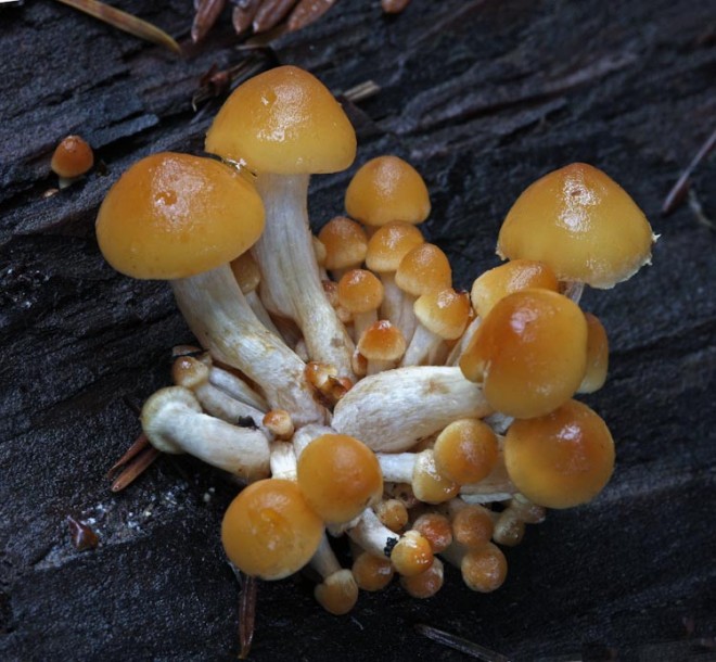Sulphur Tuft Mushrooms