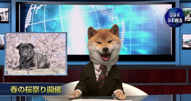 dog-news-anchor